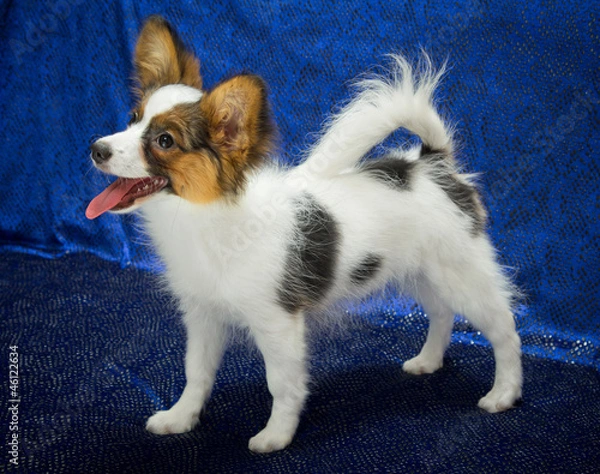 Obraz Papillon Puppy