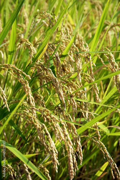 Fototapeta 稲穂　豊作
