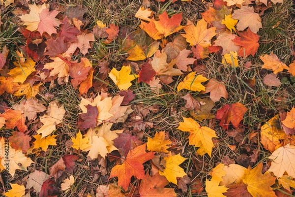 Obraz fallen autumn leaves