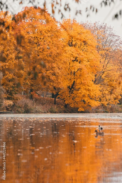 Obraz Autumn in the park