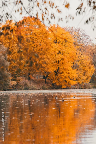 Obraz Autumn in the park