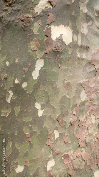 Obraz Plane tree trunk texture for background, wallpaper, material for texture 3D