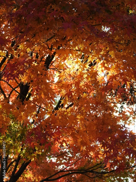 Fototapeta 美星町竜王山公園の紅葉