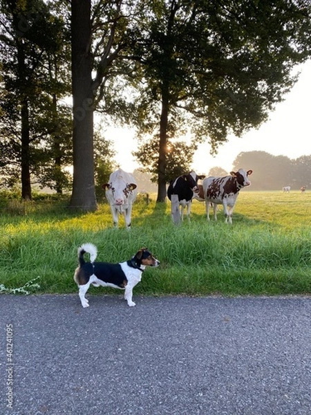 Fototapeta black and white dog