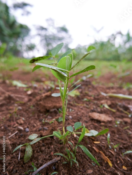 Obraz close-up of a peanut plant growing on a plantation