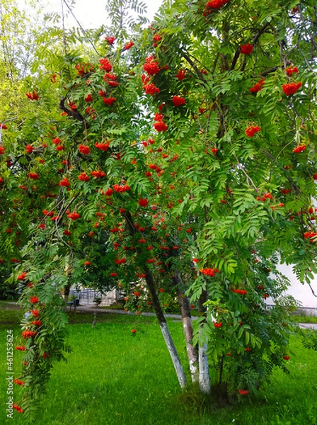 Fototapeta Bright red bunches of ripe scarlet rowan berries on tree in autumn. Green grass. Gardening. Beauty in nature. Mountain-ashes. Genus Sorbus. Producer of delicious medicinal jam. Ecology concept.