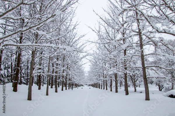 Obraz 雪化粧が綺麗な銀杏並木