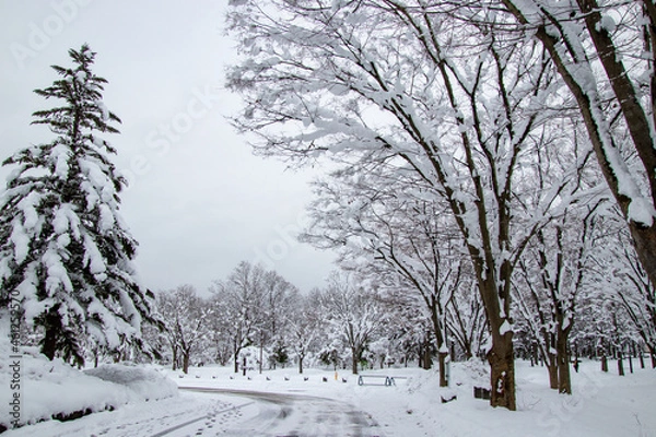 Obraz 雪国の景色　除雪された道