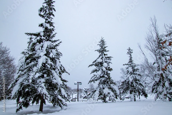 Obraz 真冬の雪景色