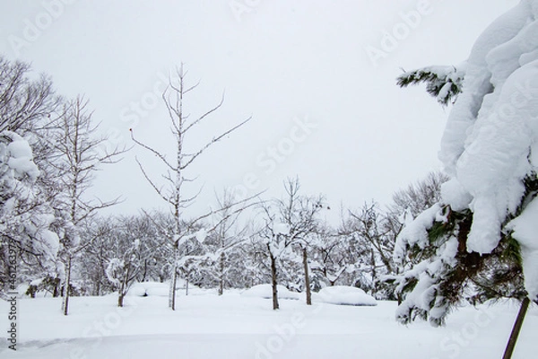 Obraz 真冬の雪景色