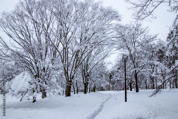 Obraz 雪の中の一本道