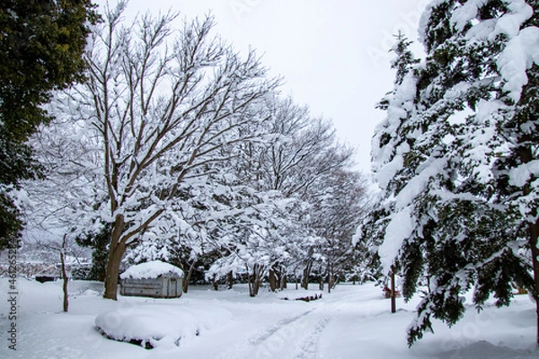 Fototapeta 雪の中の一本道