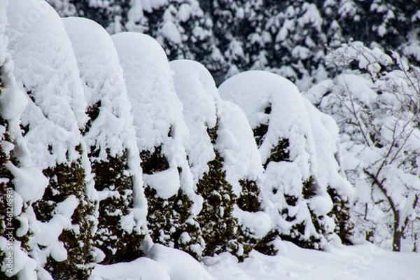 Obraz 綺麗に雪化粧した木々