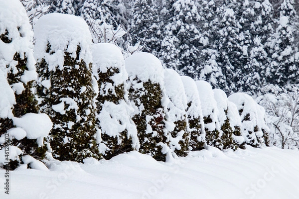 Obraz 綺麗に雪化粧した木々