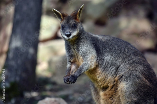 Obraz Swamp Wallaby in Tree Shadows Looking