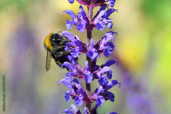 Obraz Hummel auf einem Steppensalbei