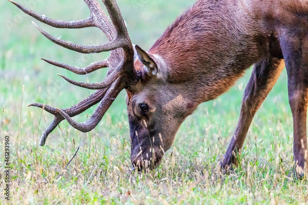 Obraz Deer grazing in the field.