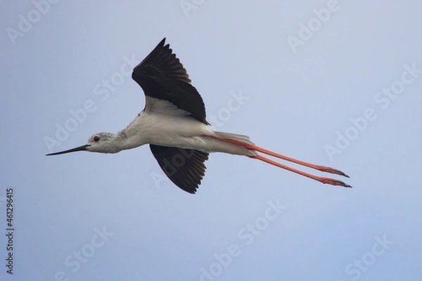 Obraz common stilt flying