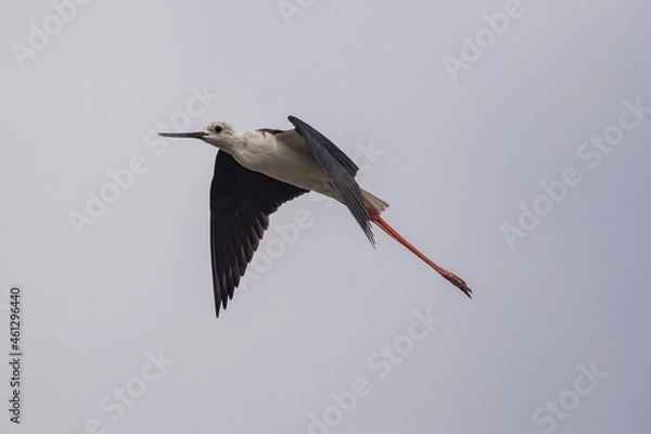 Obraz common stilt flying
