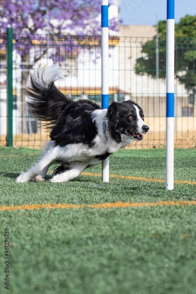 Obraz border collie doing agiliti on grass in vertical format between two sticks