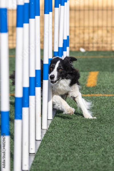 Obraz border collie doing agiliti on grass in vertical format