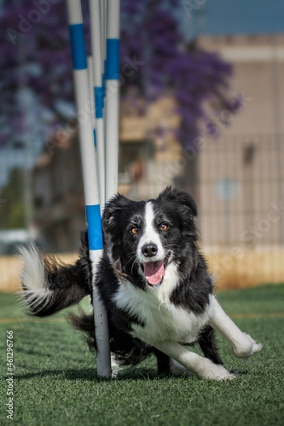 Obraz border collie doing agiliti on grass facing the camera
