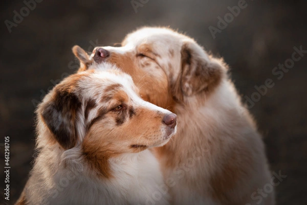Obraz australian shepherds mum and daughter