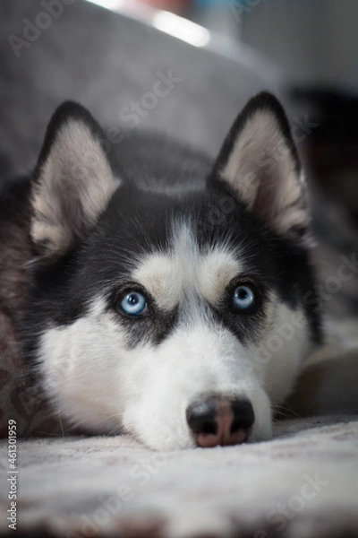 Obraz siberian husky dog
