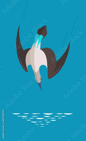 Obraz Blue-footed boobies attack