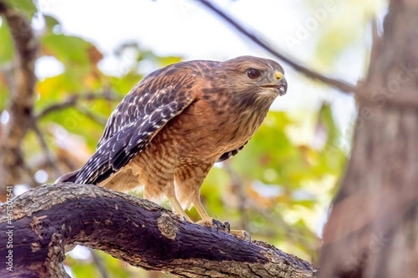 Obraz red tailed hawk