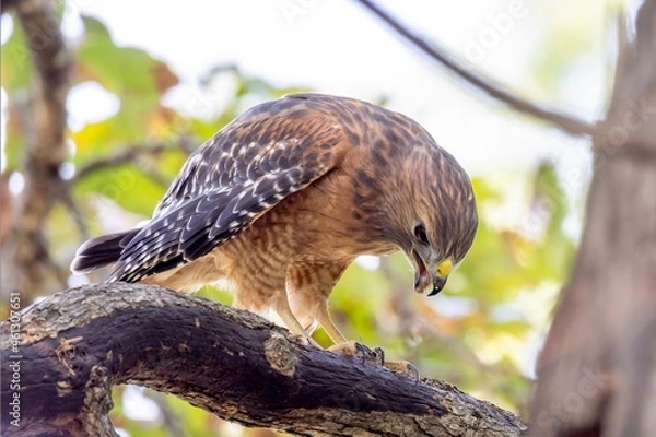 Obraz red tailed hawk