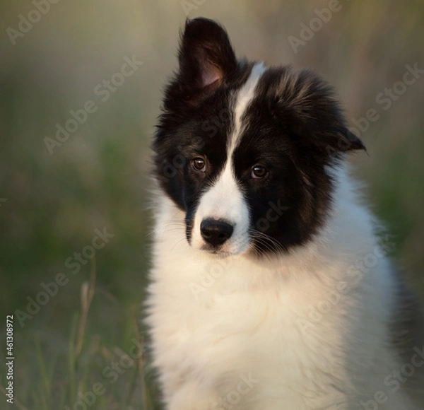 Fototapeta border collie puppy