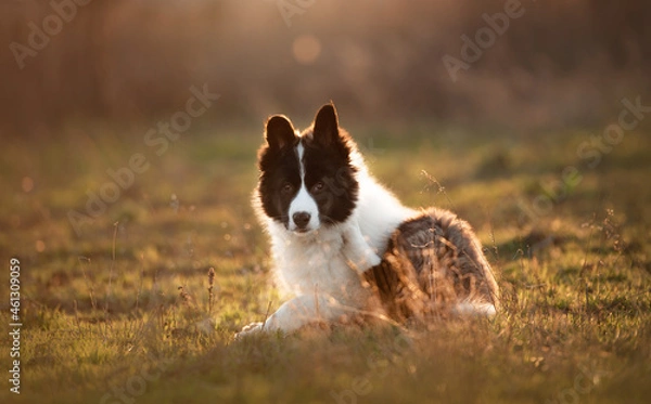 Obraz border collie dog on sunset