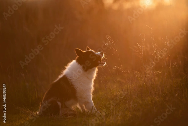Obraz border collie dog on sunset