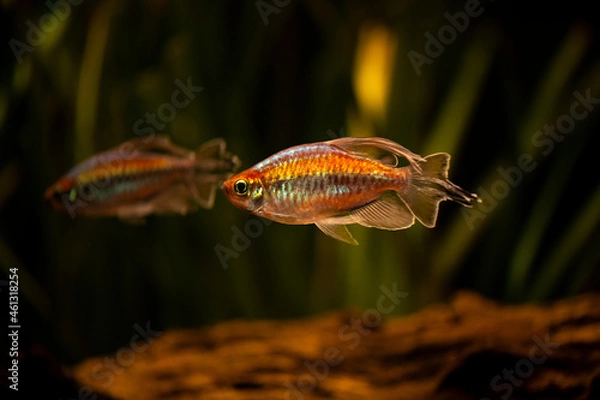 Obraz Kongo Salmler Männl. (Phenacogrammus interruptus)