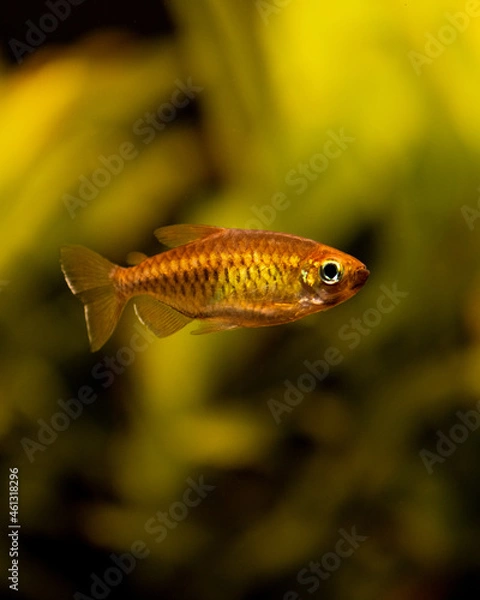 Obraz Kongosalmler Weibl. (Phenacogrammus interruptus)