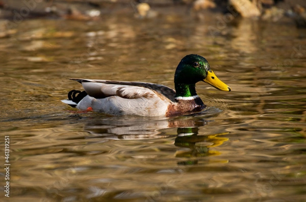 Obraz Erpel auf dem Wasser