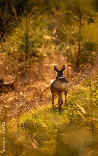 Obraz deer in the woods