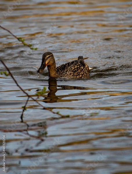 Obraz Schwimmende Ente