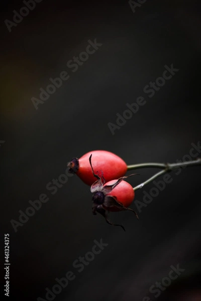 Obraz ladybug on a leaf