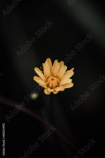 Obraz yellow daisy flower