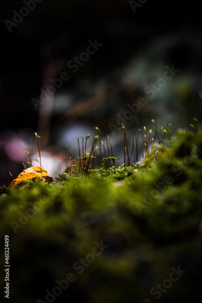 Obraz spider on the web