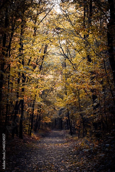 Obraz autumn in the forest