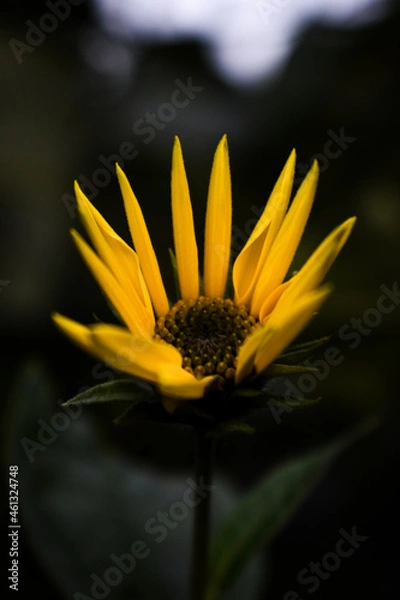 Obraz yellow flower on black background