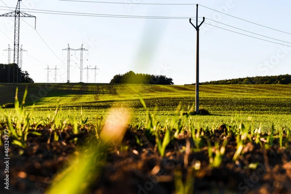Obraz sunset over the field