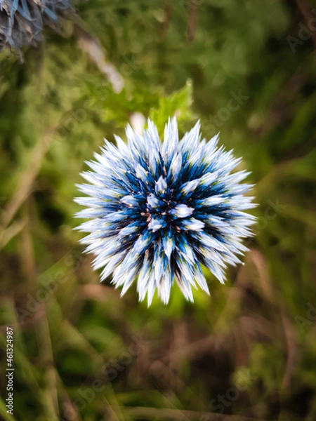 Obraz dandelion in the wind