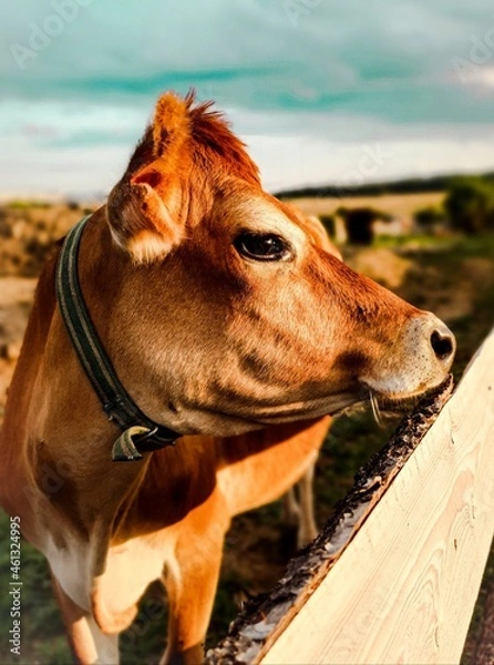 Obraz dog on the beach