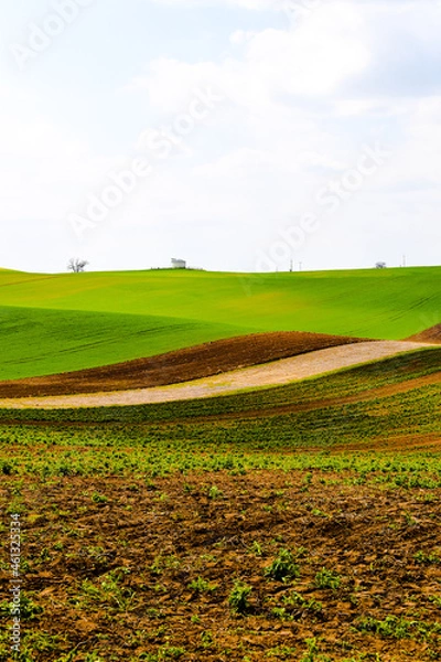 Fototapeta grass field