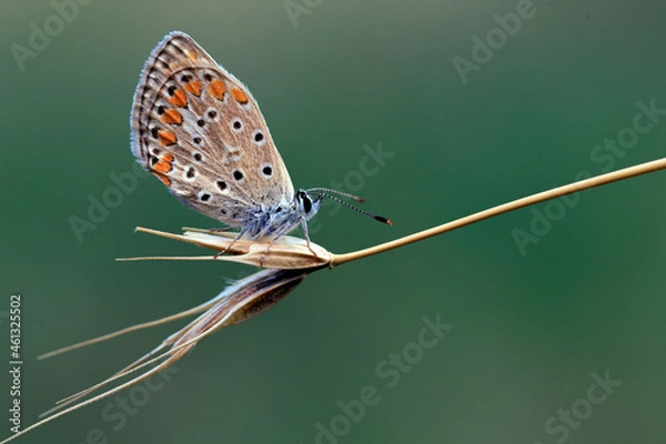 Obraz Polyommatus Icarus