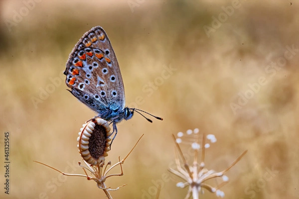 Obraz Puglia's umbrella